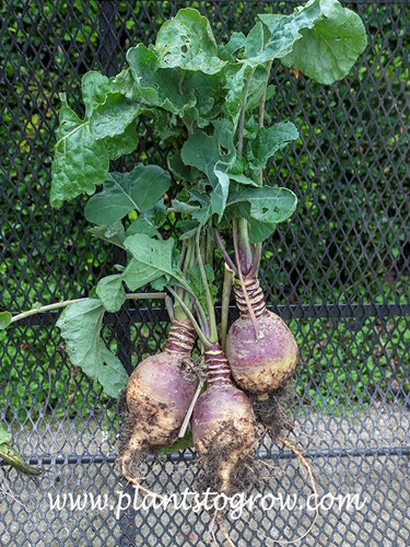 Helenor Rutabaga (Brassica napus)
Some plants harvested in the fall.